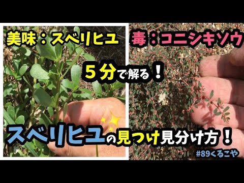 耐性のある植物 vs 干ばつ: 疥癬を選択する理由と庭でそれをうまく維持する方法  庭園