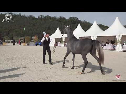 N.16 AMALTEA REGALIS - European Championship 2020 - Prague - Fillies 2 Years Old (Class 2A)