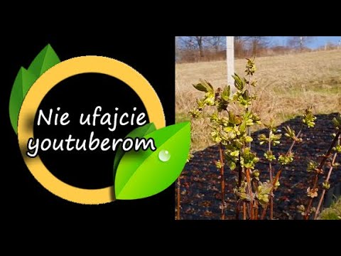 Nie ufajcie youtuberom. Jagoda kamczacka.