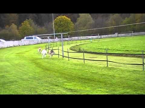 Barsoi Vereinsmeisterschaft Lorch 02.11.2014