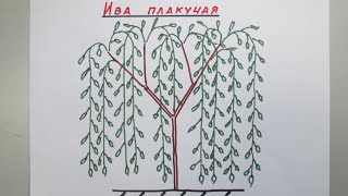 Крона ивы плакучей