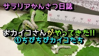 【サラリアかんさつ日誌】おカイコさんがやってきた!!命からの贈り物～①ちびちびカイコたち～ / Silkworm came to my home