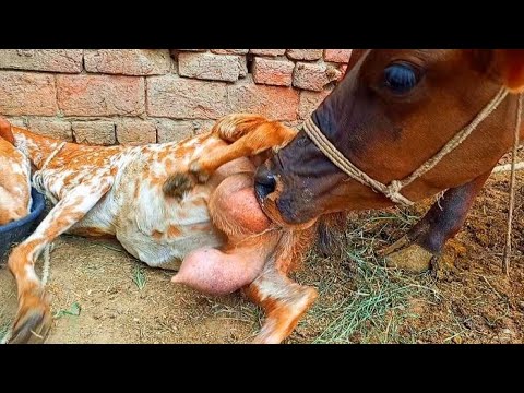 Goat Milk Feeding To Calf! Beautiful Village Animals Daily Milking Routine 🐐🐂