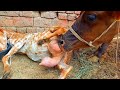Goat Milk Feeding To Calf Beautiful Village Animals Daily Milking Routine