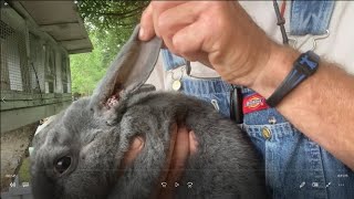 Rabbit Ear Mites How to Treat Them, Updates and 5 Day Results / Don