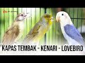 MASTERAN KOMBINASI KAPAS TEMBAK LOVEBIRD KENARI
