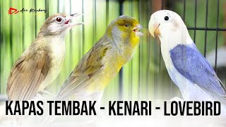 Download lagu MASTERAN KOMBINASI KAPAS TEMBAK - LOVEBIRD - KENARI mp3