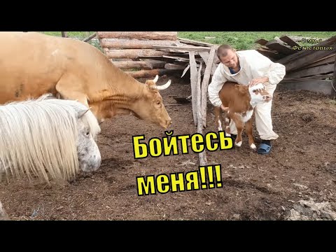 БЕСПЕЧНЫЕ. Что случилось, пока мы ездили? Что купили?// Семья Фетистовых