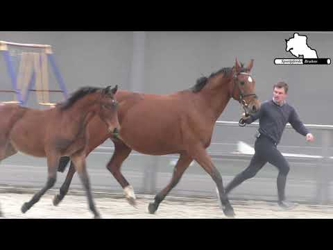 HENGSTFOHLEN *22.05.2020 V. LEGORADO - PAYDAY (PILOT) - RAPHAEL