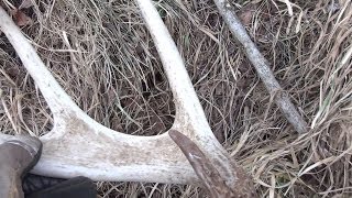 Shed Antler Hunting 2014