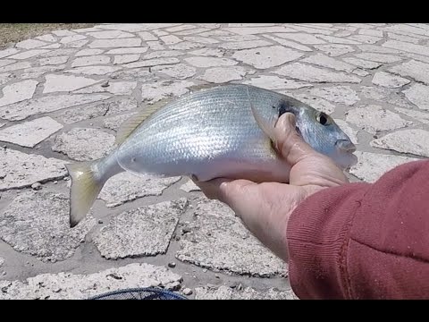 Fishing porgy  "ψάρεμα τσιπούρας" Greece "Unexpected Catch "