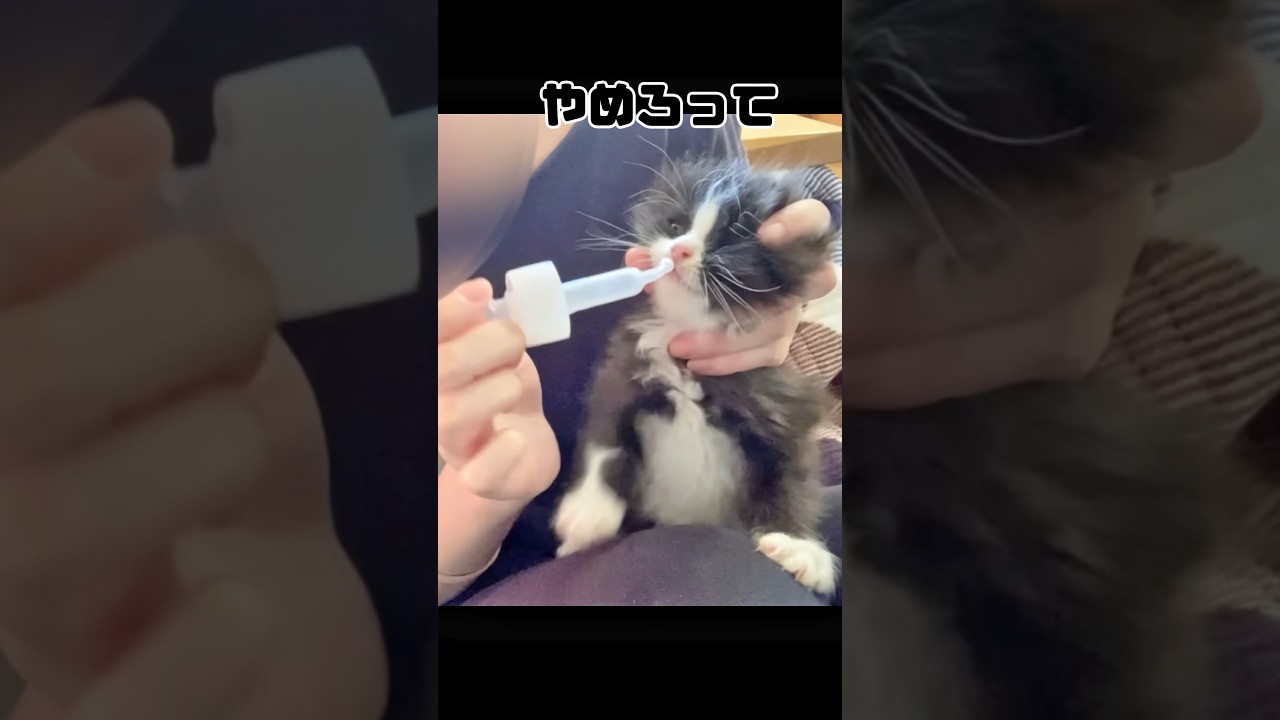 無理矢理御薬を飲まされてぶちギレる子猫 #shorts #もちぞう