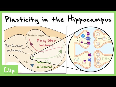 Langzeitplastizität im Hippocampus (LTP, LTD, STDP) | Clip