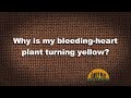 Q&A – Why is my bleeding heart plant turning yellow?