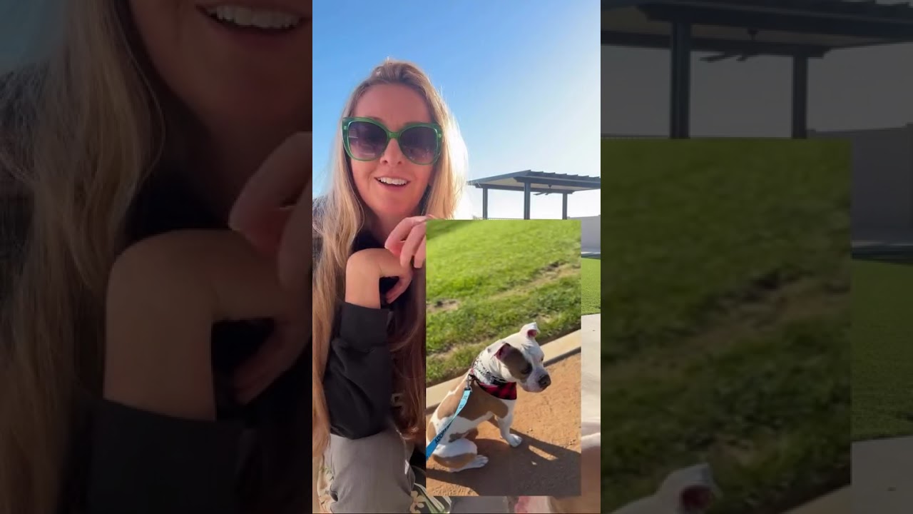 Enlarge Guerro, a ADOPTABLE mixed breed in Murrieta, CA video 2/6