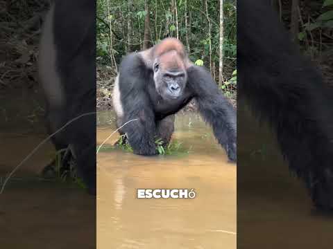 ¿Cómo se protege este adivasi de los animales salvajes en la selva