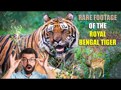 Royal Bengal Tiger Mysterious Rare Footage 2021