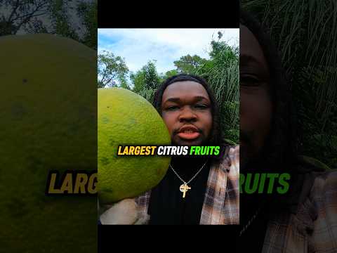 Die größte Zitrusfrucht der Welt 🍋‍🟩