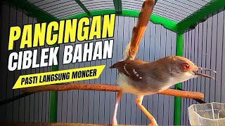 Download lagu CIBLEK SEMI GACOR VARIASI COCOK UNTUK PIKAT BURUNG CIBLEK DAN PANCINGAN CIBLEK BAHAN mp3 Download lagu CIBLEK SEMI GACOR VARIASI COCOK UNTUK PIKAT BURUNG CIBLEK DAN PANCINGAN CIBLEK BAHAN mp3