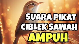 Download lagu Suara Pikat burung Ciblek sawah ribut bikin ciwah ombyokan cepat bunyi gacor mp3