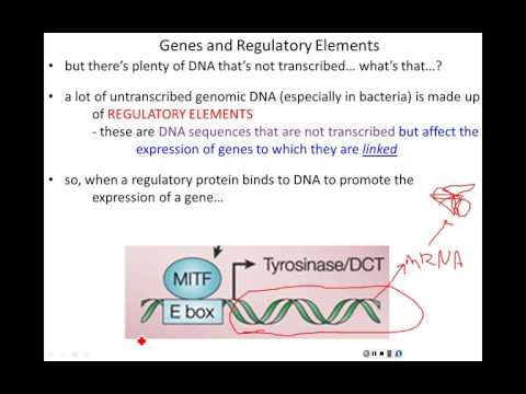 Lecture 16 - Control of Gene Expression in Prokaryotes