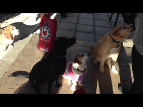 Making Torresmos & Bolo by Denny Matos