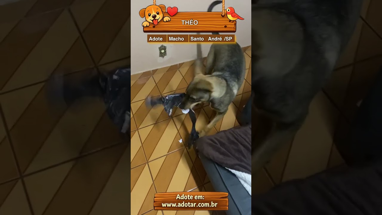 Cachorro raça SRD-ViraLata idade 7 a 11 meses nome THÉO