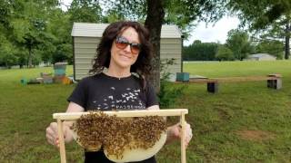 My niece Chris from wv holding her first bees ever at Barnyard Bees