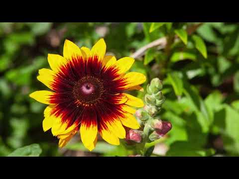 Claude Monet's gardens and flowers - My Travel Minute