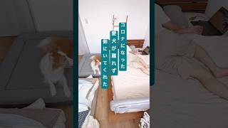 コロナになった、愛犬が離れず側にいてくれた