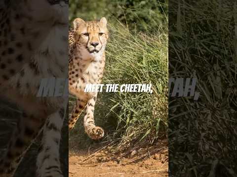 World’s fastest animal !