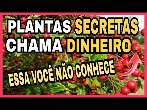 , title : 'Essas PLANTAS SECRETAS Atraem DINHEIRO, RIQUEZA e BOA SORTE no LAR'