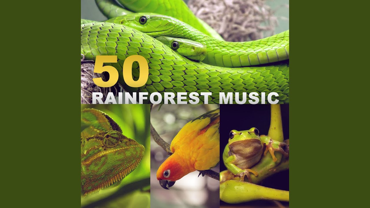 Rainforest Ambience Music