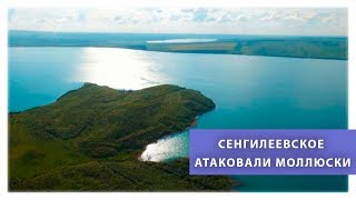 Ссылка