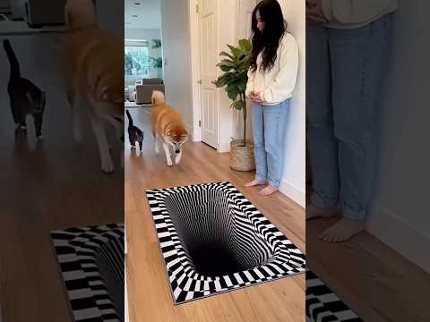 Bu halıyı buradan kaldıracağım köpeğim korkuyor 😂😂