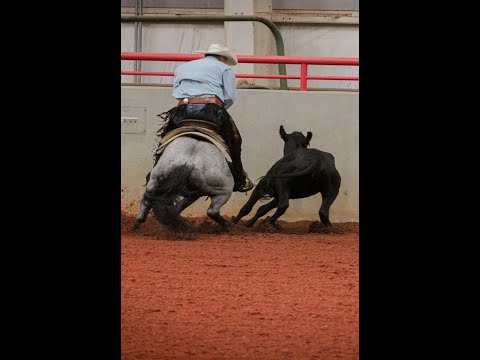 All of my horse training videos are free.