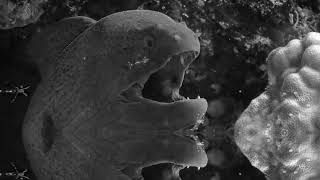 Talaboman - Loser's Hymn