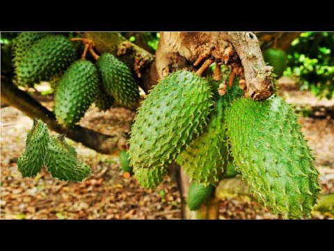 Awesome Soursop Fruit Farm and Harvest - Soursop Cultivation Agriculture Technology