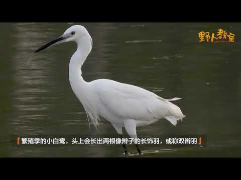 小白鹭 Little Egret