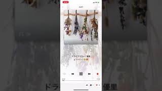 ドライフラワー／優里