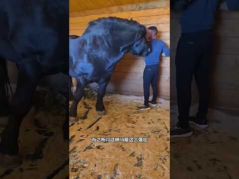你見過這種體型巨大的馬嗎？ #動物科普 #動物解說 #夏爾馬