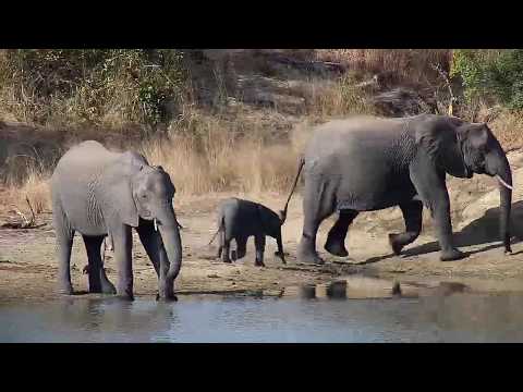 Djuma: Three Elephant including tiny one - 15:09 - 05/30/20