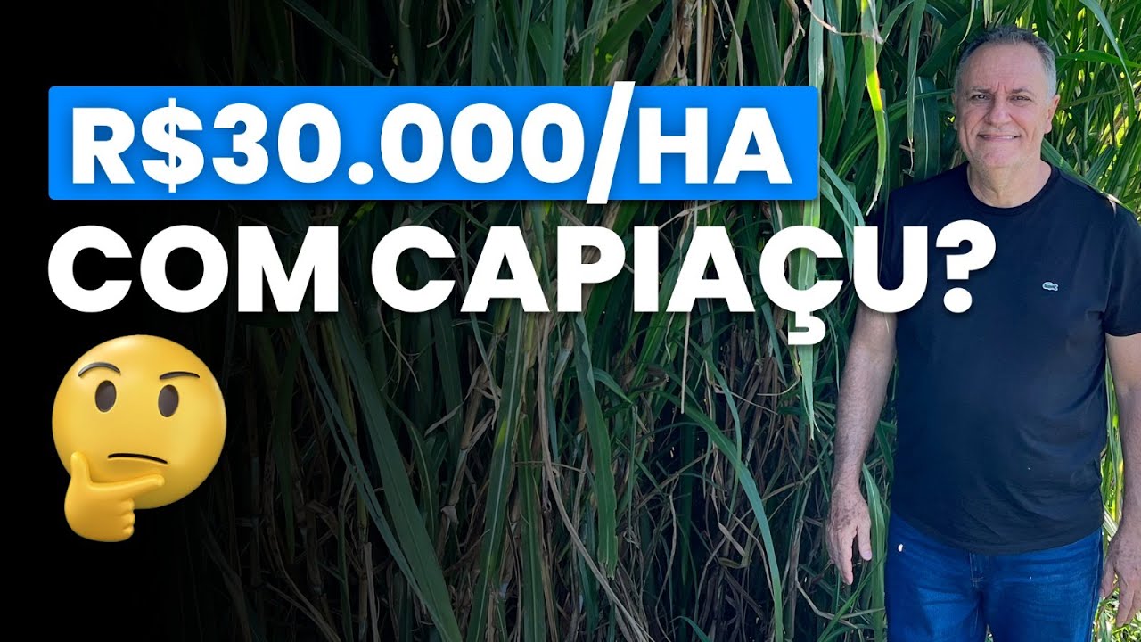 Renda acima de R$30.000/ha com capiaçu, é possível?