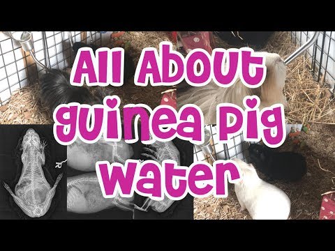 YouTube video about: Can guinea pigs drink tap water?