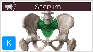 Sacrum | Anatomical Terms Pronunciation by Kenhub