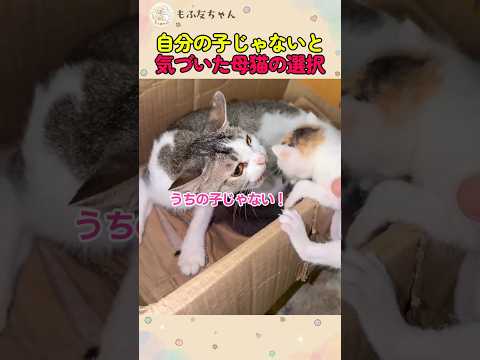 自分の子じゃないと分かった母猫の決断
