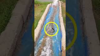 Ele decidiu repovoar o LAGO! #curioso #incrível #interessante