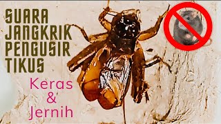 Download lagu Suara Jangkrik Pengusir Tikus mp3