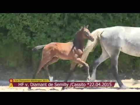 KN 16 HF v. Diamant de Semilly - Cassito