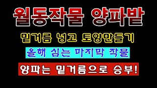 [텃밭농부 2,082]  마지막 월동작물인 양파밭에 밑거름 넣고 토양만들기. #양파재배